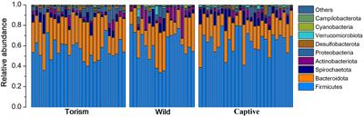 Effects of captive and primate-focused tourism on the gut microbiome of Tibetan macaques